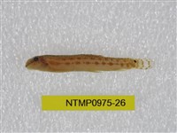 藏品(中華鰍)的圖片